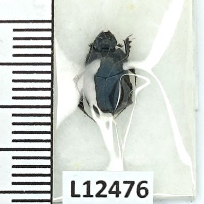 Scarabaeidae, Onthophagus marmotae, A1, Tajikistan