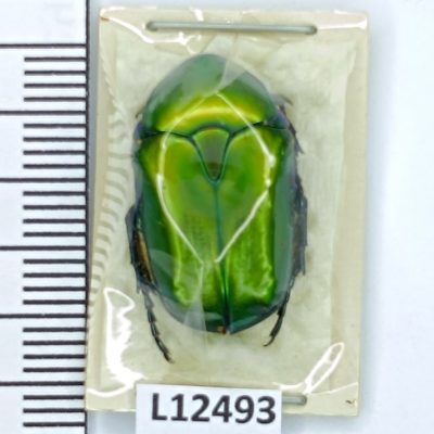 Scarabaeidae, Protaetia cuprea ignicollis, A1, Jordan