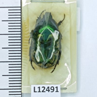 Scarabaeidae, Protaetia trojana, A1, Armenia