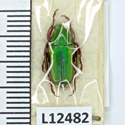 Scarabaeidae, Pygora pulchripes?, A1, Madagascar,