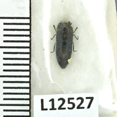 Buprestidae, Acmaeodera brevipes saducea, A1, Iran