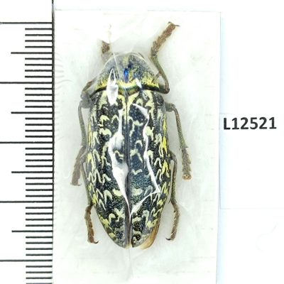 Buprestidae, Julodis aeneipes, A-, 32mm, Iran