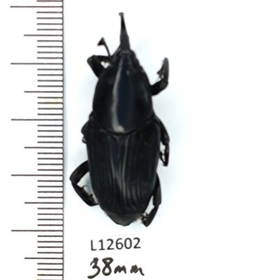 Curculionidae, Rhynchophorus palmarum, 38mm, A1/A1-, Peru