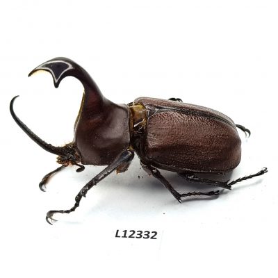 Scarabaeidae, Golofa claviger, male, A1, Peru