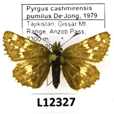 Hesperiidae, Pyrgus cashmirensis pumilus, male, A2-, Tajikistan