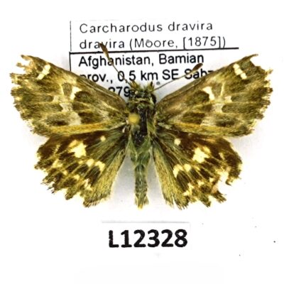 Hesperiidae, Carcharodus dravira dravira, male, C, Afghanistan