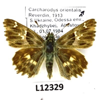 Hesperiidae, Carcharodus orientalis, male, A1, Ukraine