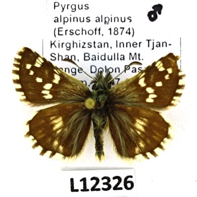 Hesperiidae, Pyrgus alpinus alpinus, male, B, Kyrgyzstan