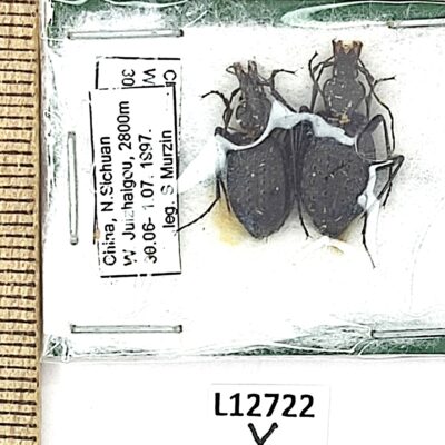 Carabidae, Cychrus minshanicola, pair, A1, China