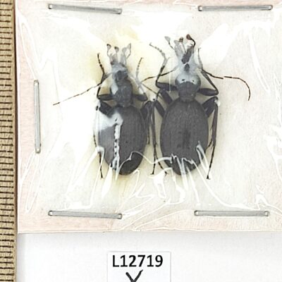 Carabidae, Cychrus starcki, male 2 ex., A1-, Russia